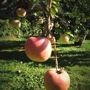 Rocky Brook Orchard