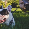Sit Means Sit Dog Training gallery