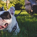 Sit Means Sit Dog Training - Dog Training