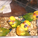 Felci's Feathered Friends - Birds & Bird Supplies