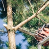 GoodWood Tree service gallery