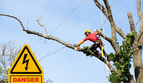 Tree service Dallas - Dallas, TX