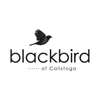Blackbird of Calistoga gallery