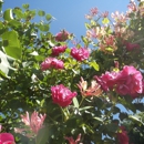 Mountain View Landscaping LLC