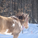 Hearts For Horses Riding Center - Horse Training