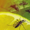 Mosquito Enemy gallery