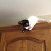 Jackie's Pet & Pal Services LLC gallery
