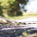 Suburban Wildlife Control - Pest Control Services