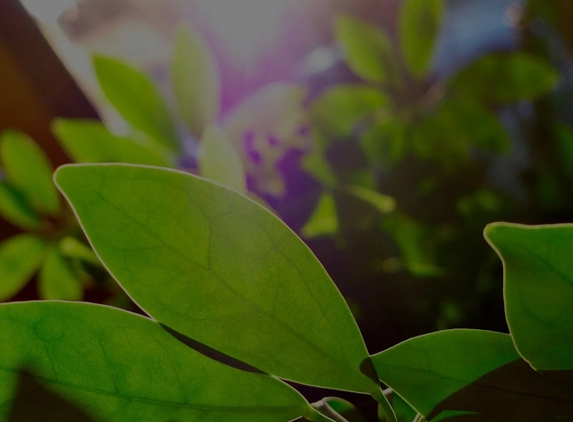Jindalee Indoor Plant Service - Edgeworth, NSW
