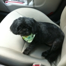Shaggy Dog Care - Dog & Cat Grooming & Supplies