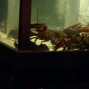 Red Lobster - Seafood Restaurants