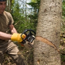 Forrest Tree Service - Stump Removal & Grinding