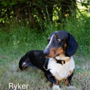 Devoted Doxies - Pet Breeders