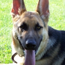 Wolf Den German Shepherds - Pet Breeders