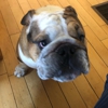 Wachusett Pet Care gallery