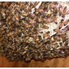 A Team Wildlife Removal & Bee Removal Miami gallery