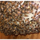 A Team Wildlife Removal & Bee Removal Miami - Bee Control & Removal Service