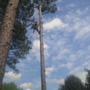 A 5 star tree service - Landscaping & Lawn Services