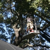 On Budget Tree Service, LLC gallery