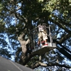 On Budget Tree Service gallery