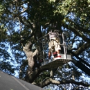 On Budget Tree Service, LLC - Arborists