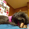 Tidy Tails Dog Grooming & Boarding gallery