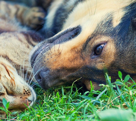 Rutherford Veterinary Hospital - Dallas, TX