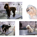 Patti's Pet Perfection dog and cat grooming