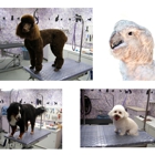 Patti's Pet Perfection dog and cat grooming