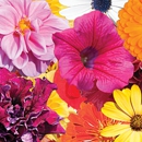 John's Greenhouses & Florist Shop - Florists