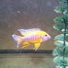 Ryba Akvarium gallery