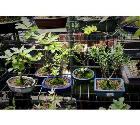 Impact Plants Nursery - Empire Bay, NSW