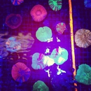 Manhattan Aquariums Home of Ny Aquarium Service