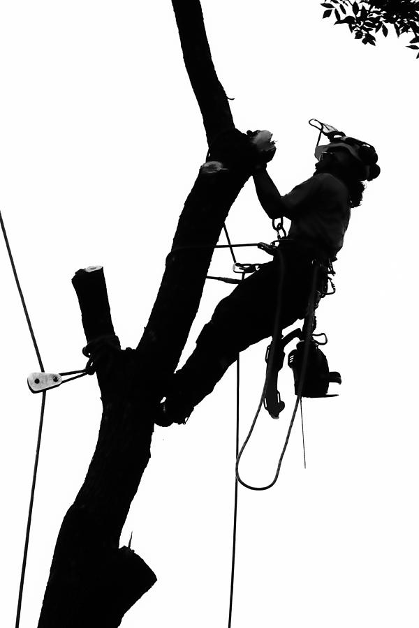 l-s-tree-service-elma-ny-14059