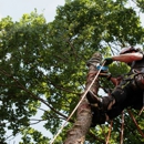 Victorio Tree Service & Landscaping - Tree Service