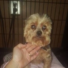 Groomingdale's Pet Salon