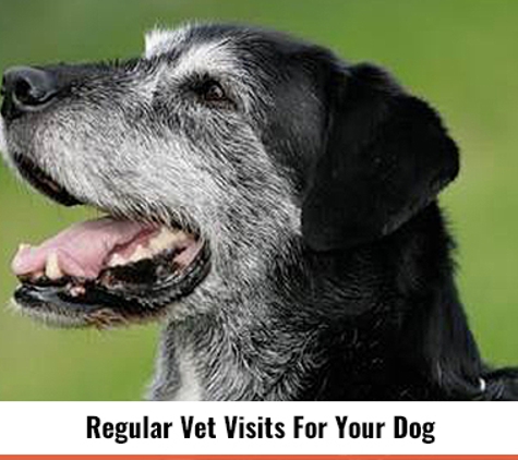 Duncan McGinness Veterinary Surgeon - Dubbo, NSW. Regular Vet Visits For Your Dog