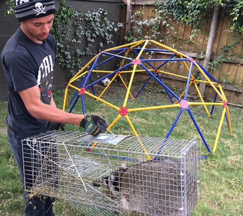 Urban Wildlife Trapping Experts - Los Angeles, CA. Los Angeles Raccoon Removal
