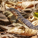 Next Generation Pest Control - Pest Control Services