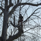 JNG Working Climber and Tree Services LLC