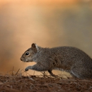 SafeSpray Pest Control - Pest Control Equipment & Supplies