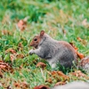 World Class Wildlife Removal & Remediation gallery