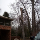 A Accurate & Economical Tree Experts - Tree Service