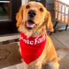 Dan Dougherty - State Farm Insurance Agent gallery