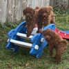 Royal Plush Mini Goldendoodles gallery