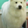 Need-Us Bark-Us Dog Grooming Salon & Spa gallery