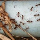 Bug Boy Pest Control - Pest Control Equipment & Supplies
