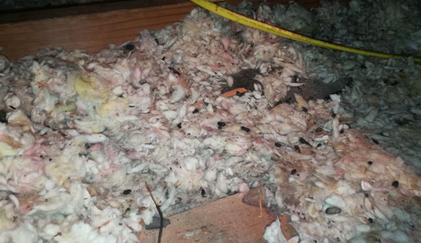 Insulation Labs - Van Nuys, CA. My rat infested attic insulation