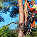 Moran Tree Service - Tree Service