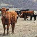 Hideaway Cattle Company - Livestock Breeders
